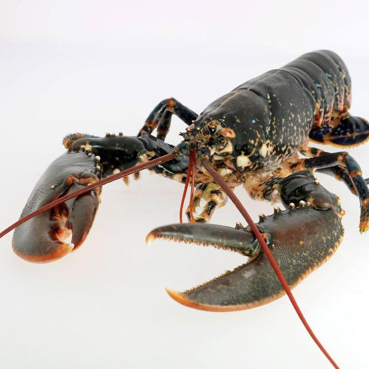 cedresco-export-homard